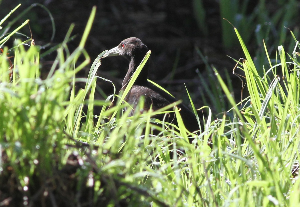 Woodford's Rail - ML163582411