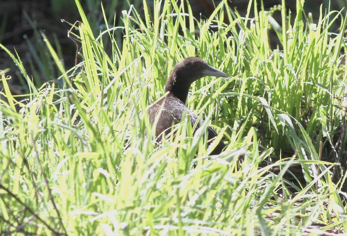 Woodford's Rail - ML163582471