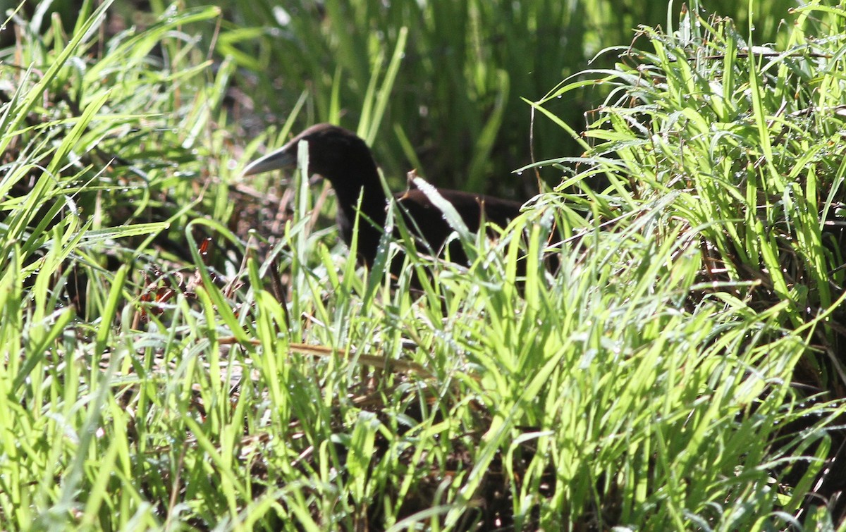 Woodford's Rail - ML163582541