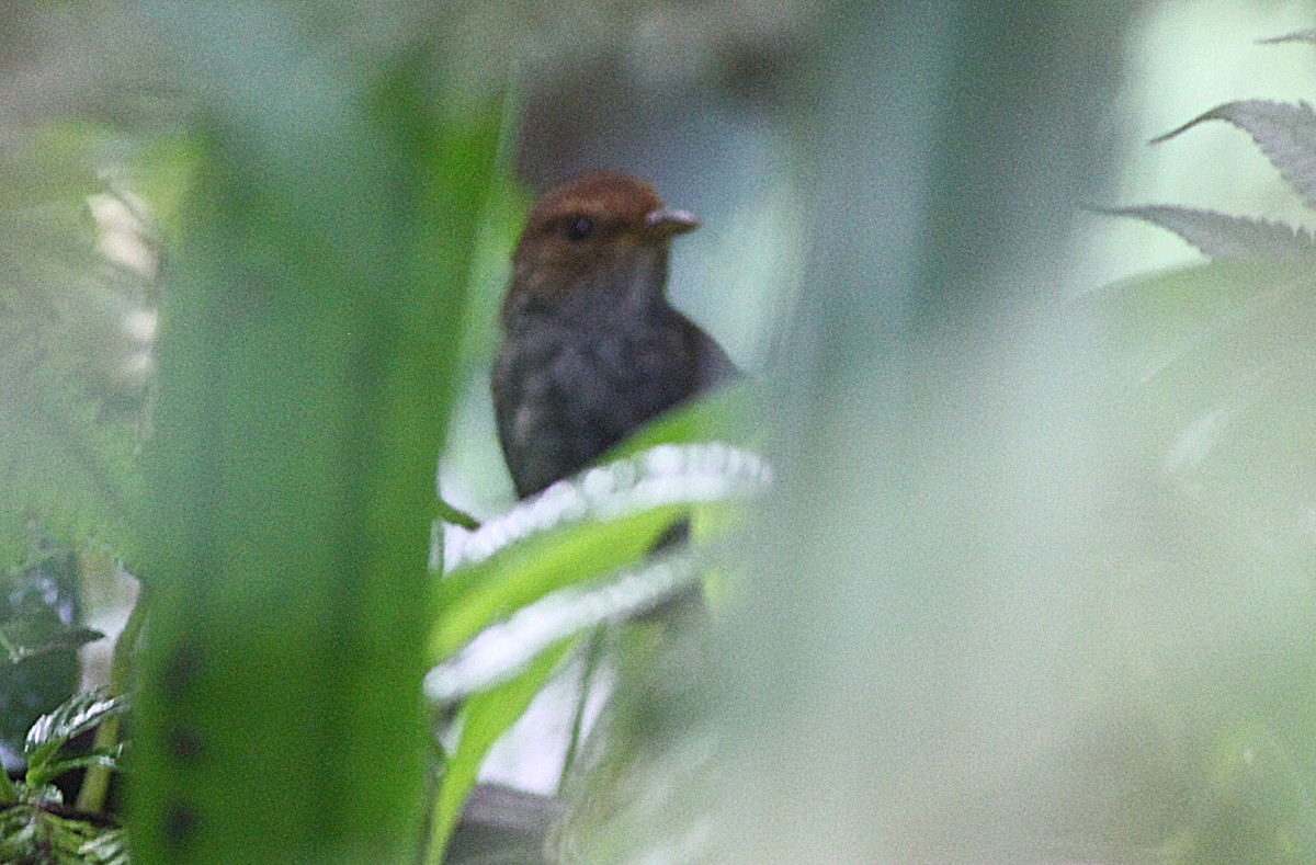 Odedi - Ashley Banwell