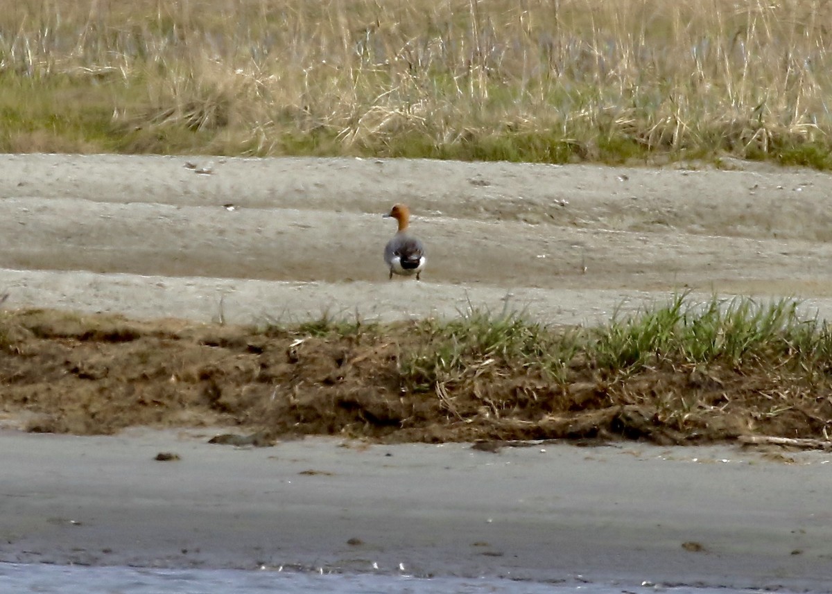 Eurasian Wigeon - ML163583311