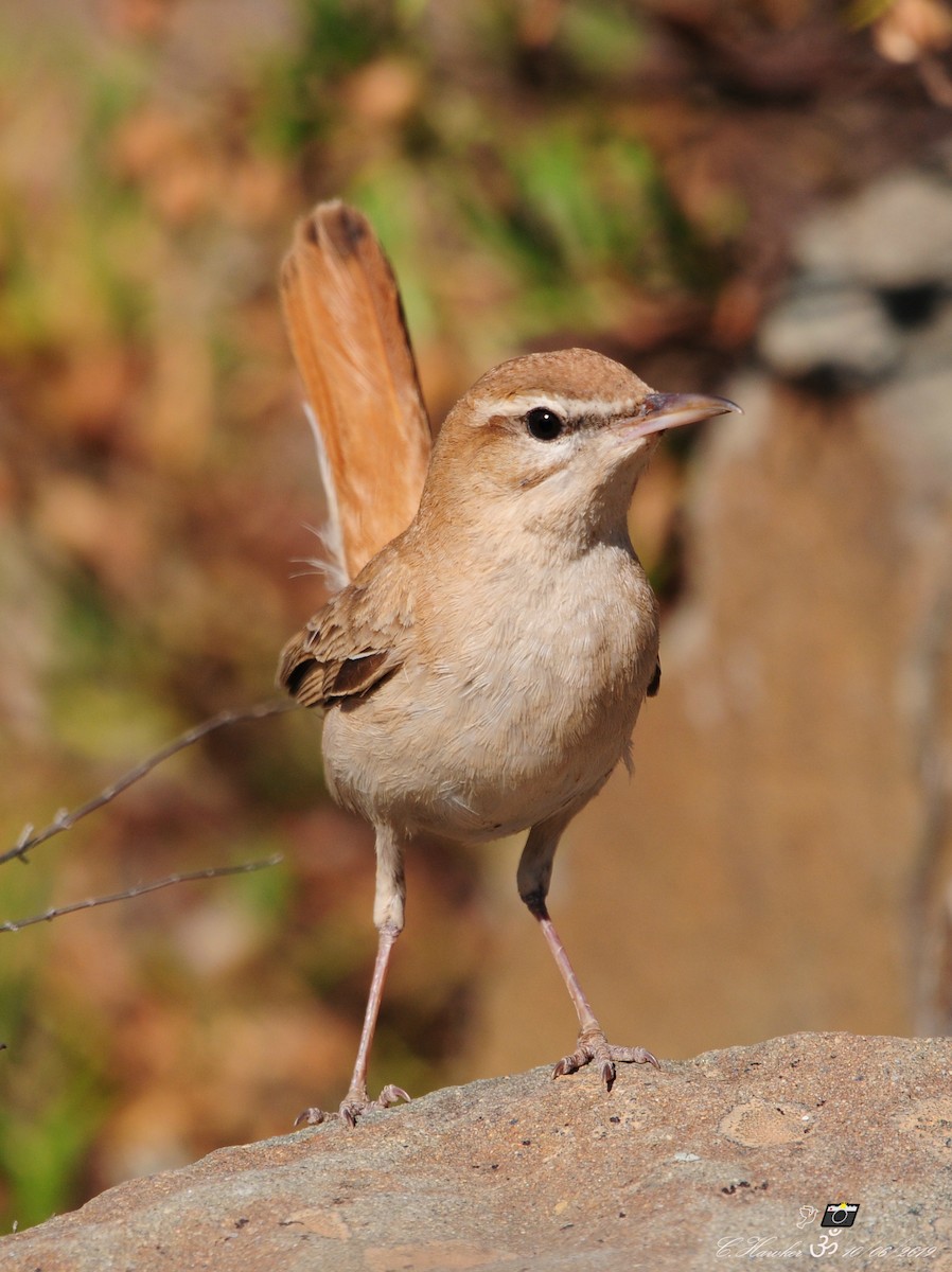 Rufous-tailed Scrub-Robin (Rufous-tailed) - ML163584791