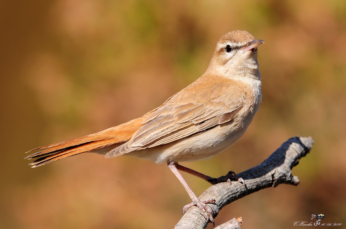 Rufous-tailed Scrub-Robin (Rufous-tailed) - ML163585031