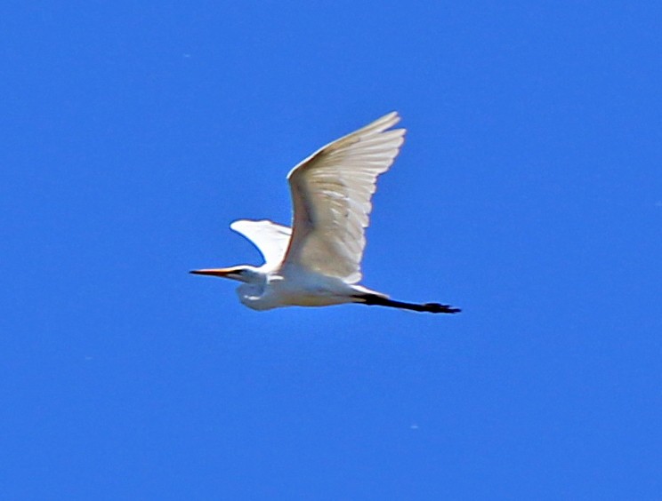 Great Egret - ML163585851