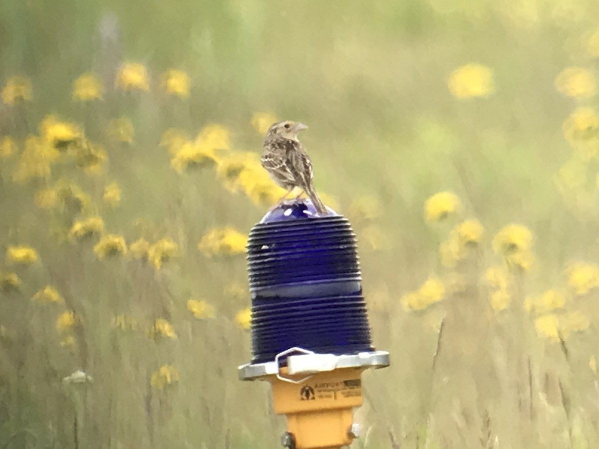 Grasshopper Sparrow - ML163586241