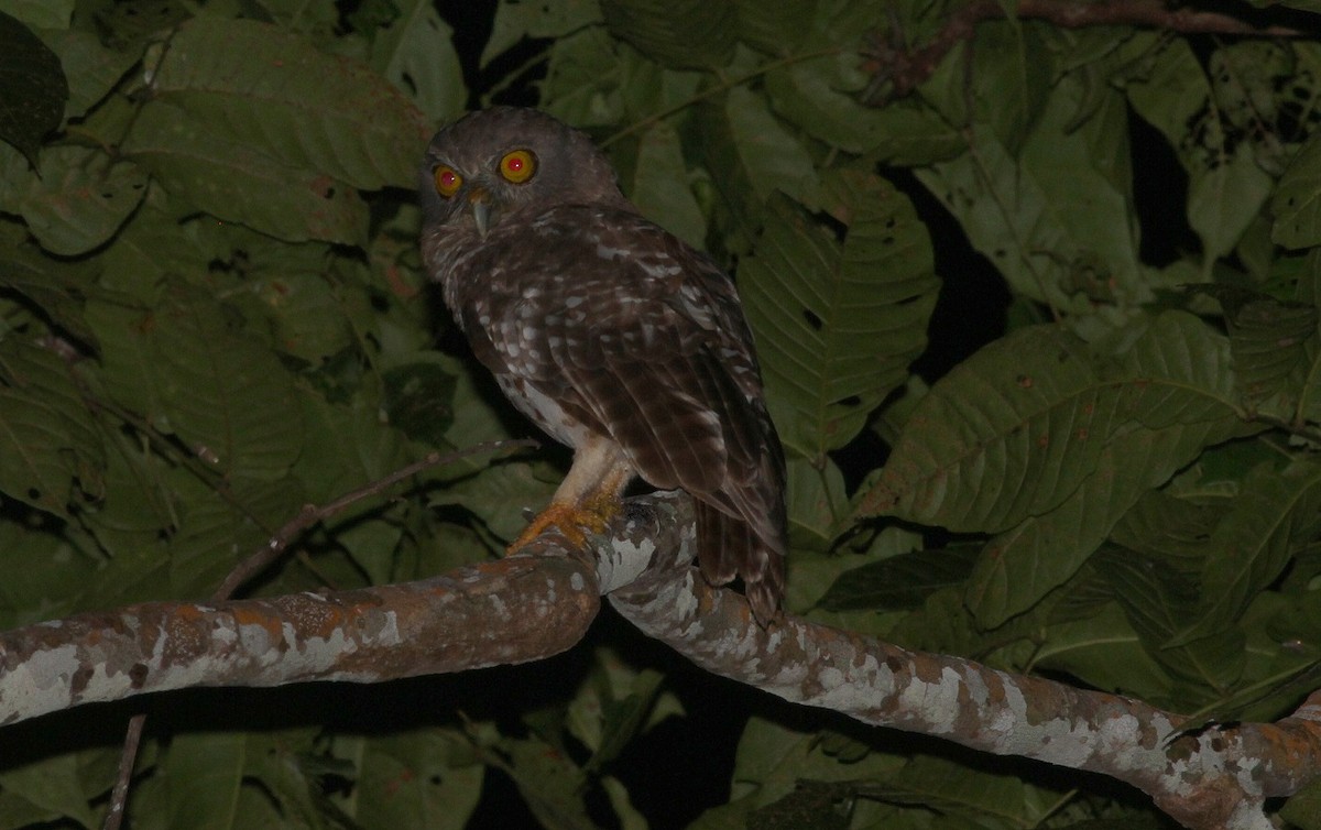 Bismarck Boobook - Ashley Banwell