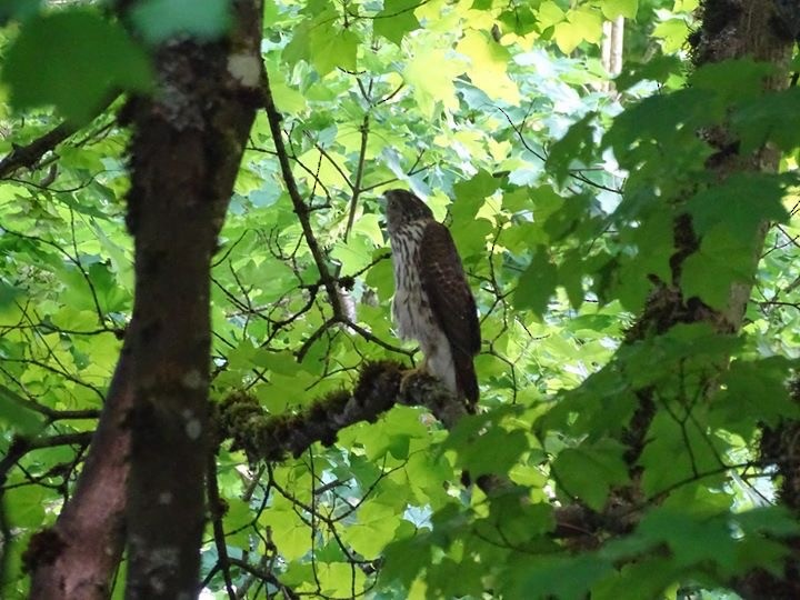 Cooper's Hawk - camille THEROUSE