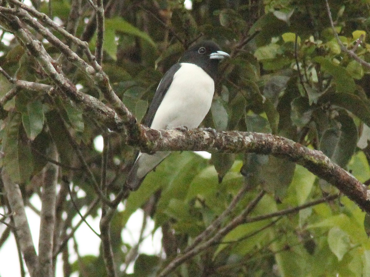 Bismarck Woodswallow - ML163586881