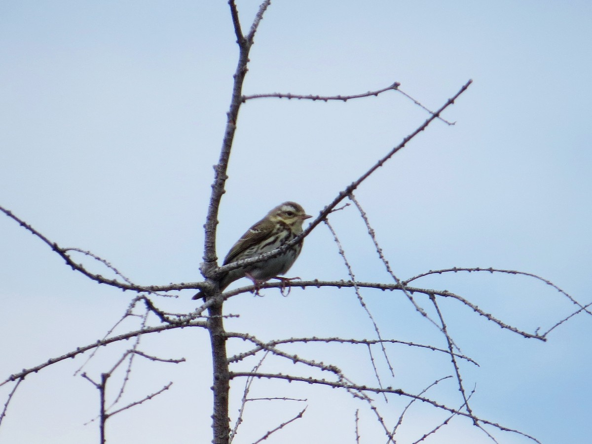 Pipit à dos olive - ML163590321