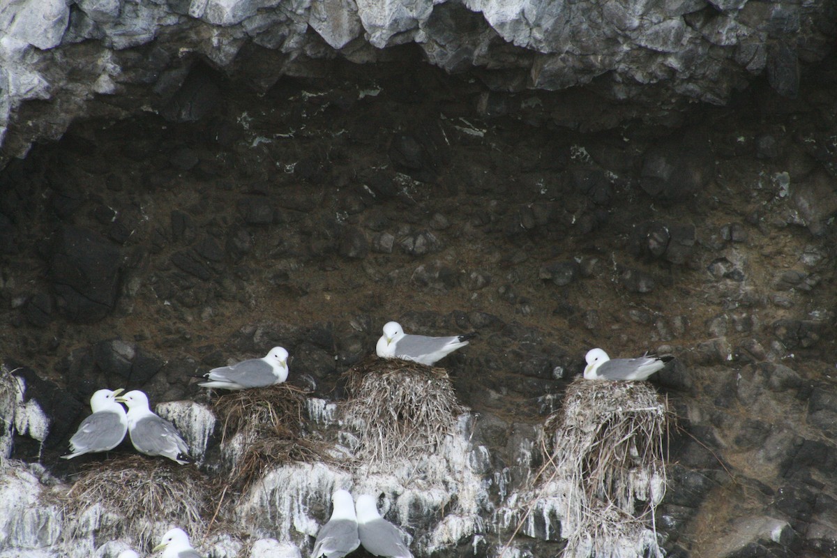 Black-legged Kittiwake - ML163591451