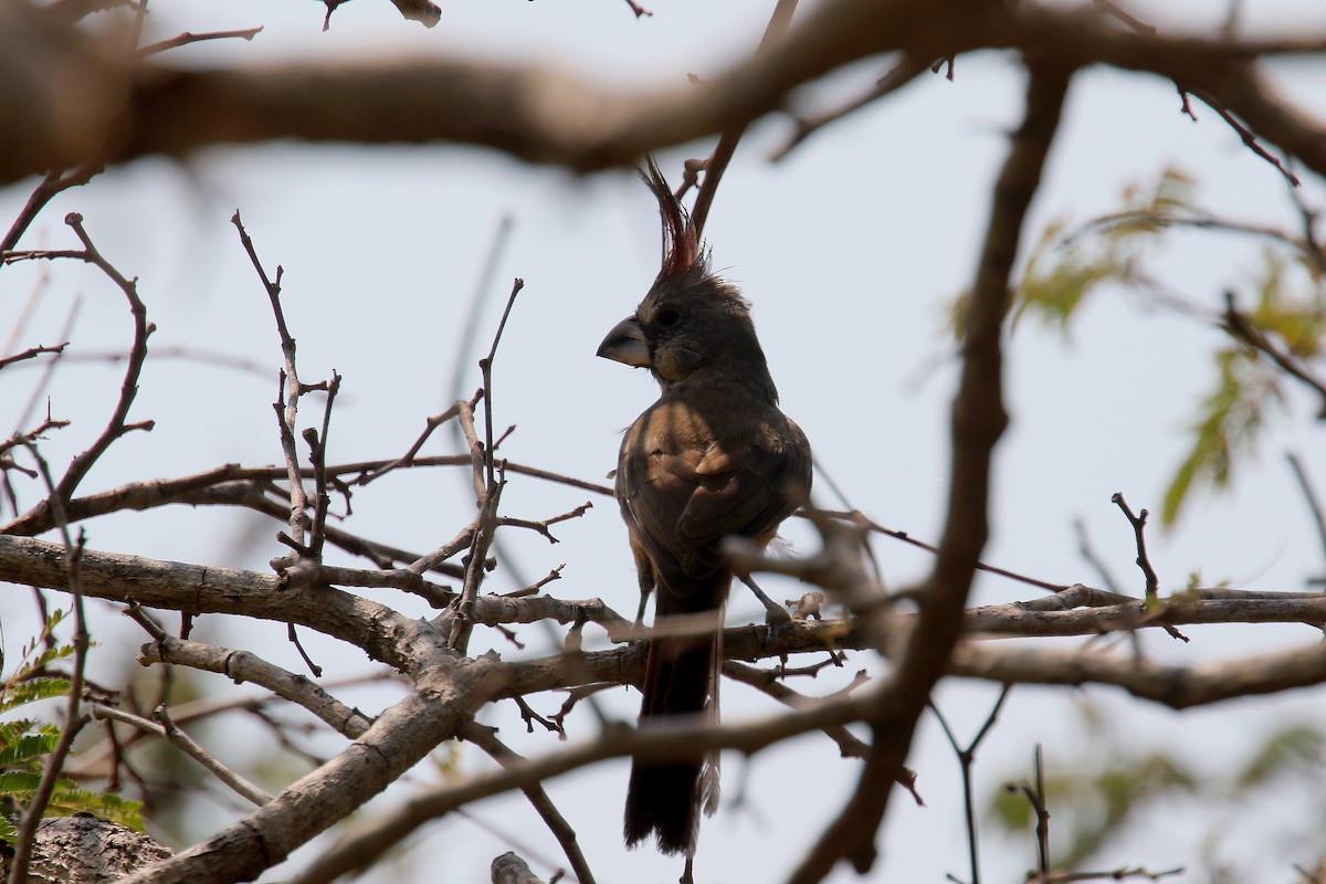 Vermilion Cardinal - ML163591551