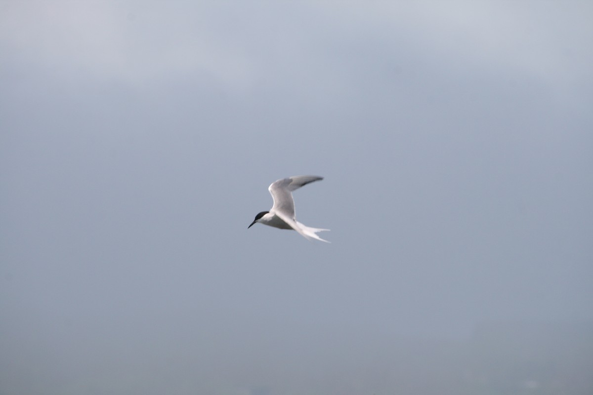 Common Tern - Detlef Stremke