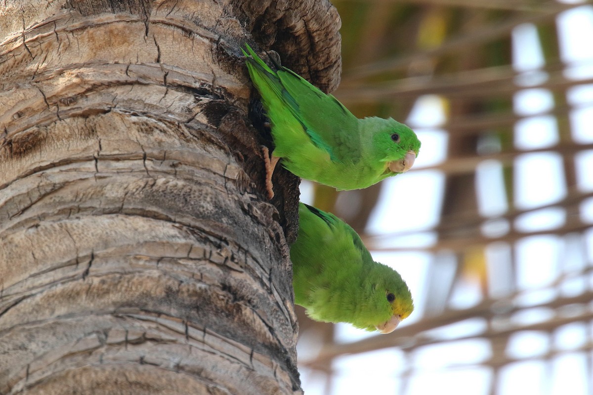 Yeşil Sokumlu Serçe Papağanı - ML163592411