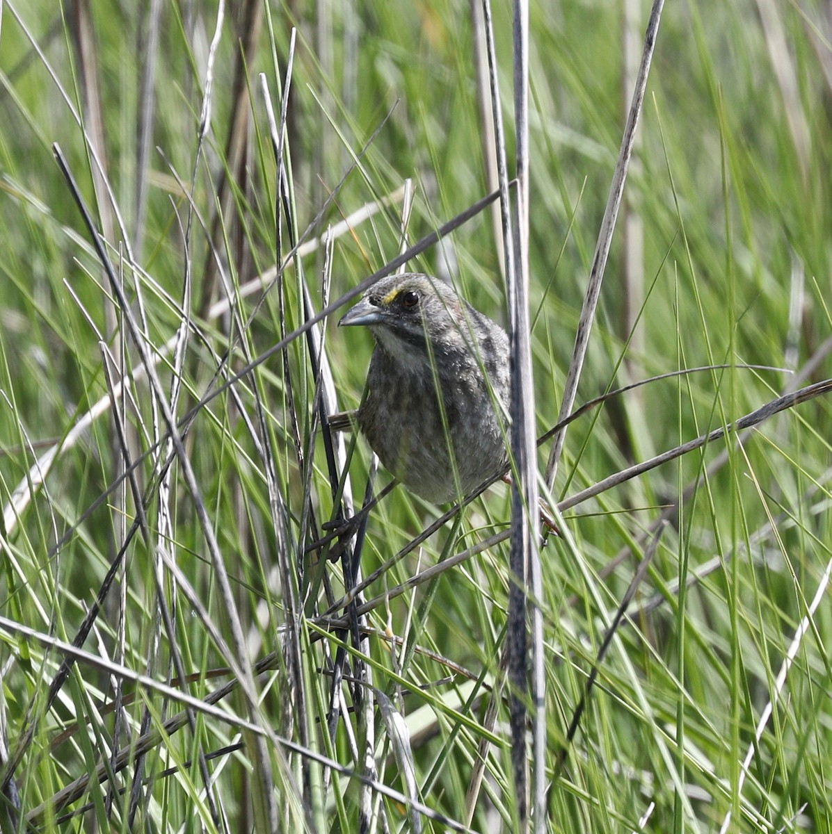 Seaside Sparrow - Henry Zimberlin