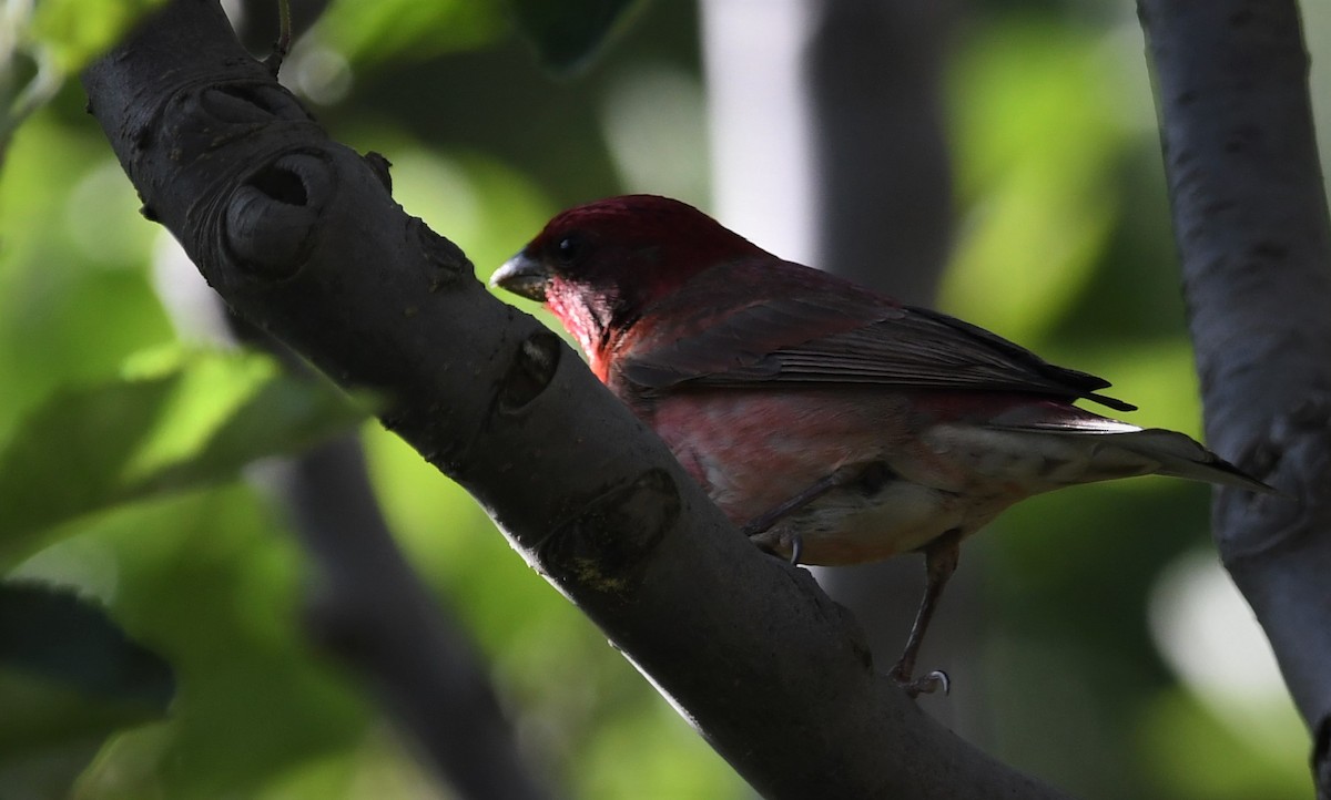 Common Rosefinch - ML163597401