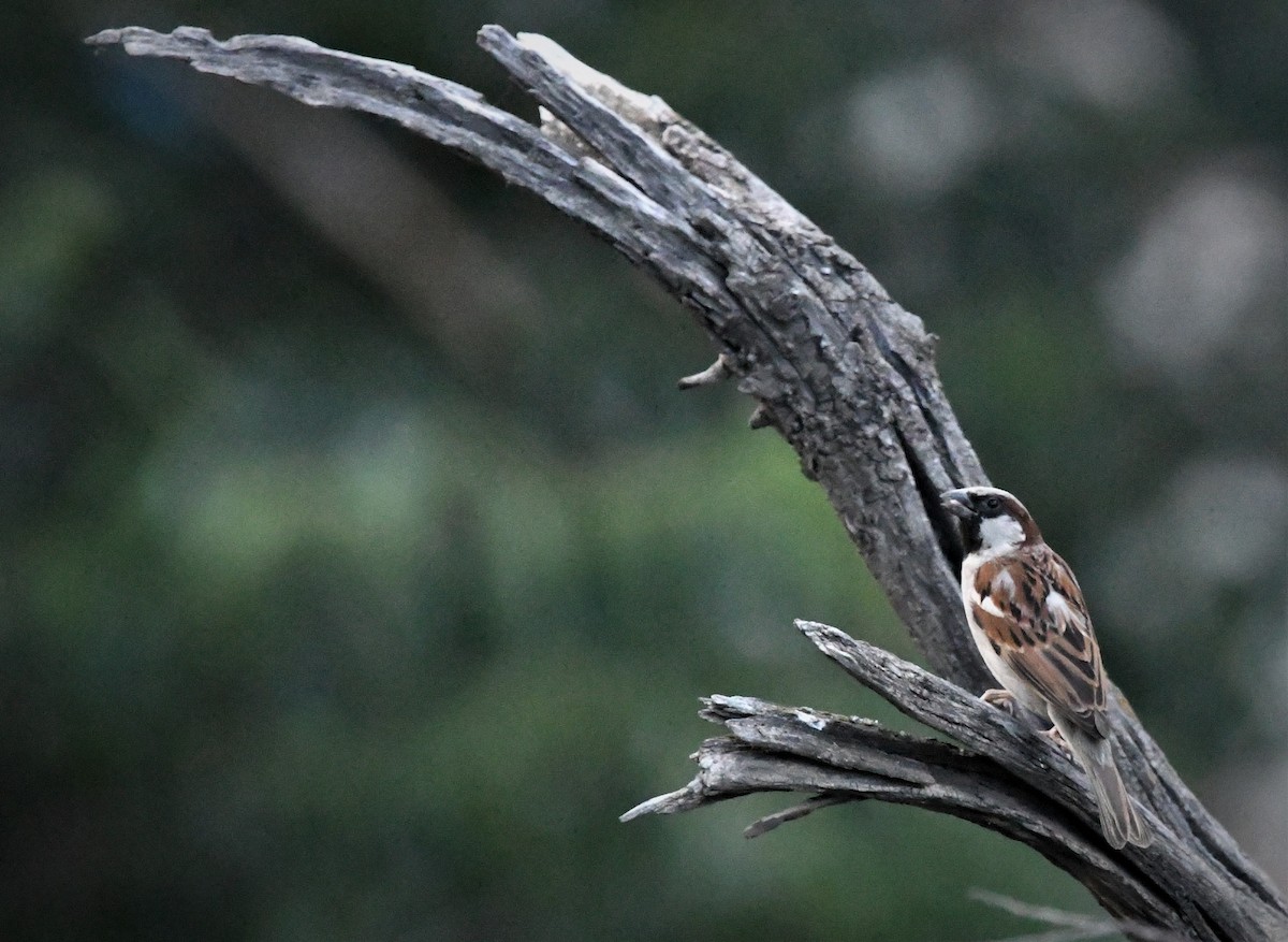 House Sparrow - ML163597531