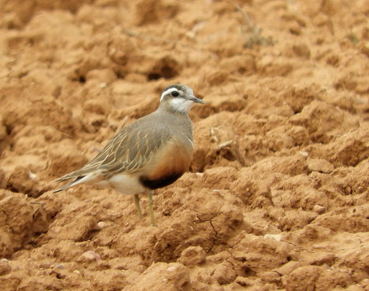 Eurasian Dotterel - ML163597581