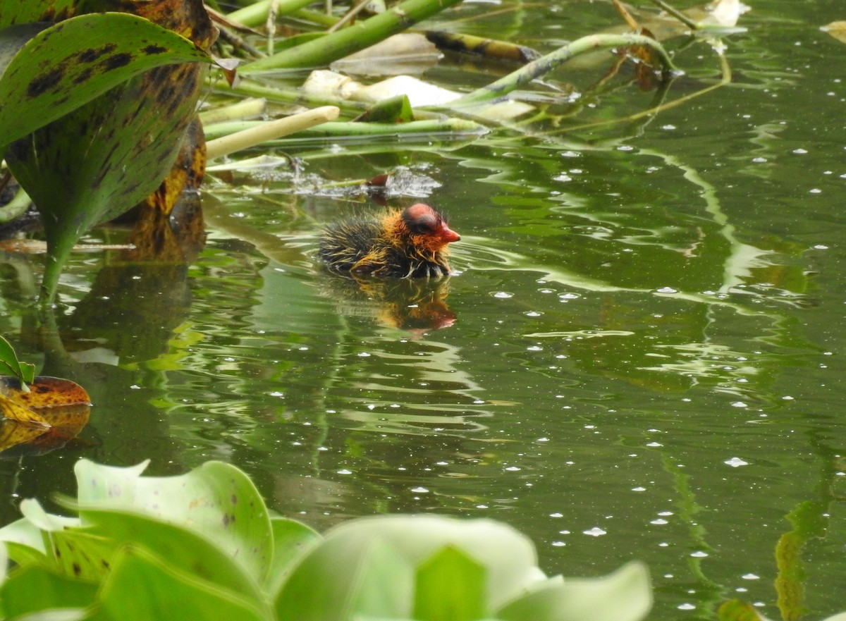 American Coot - ML163597951