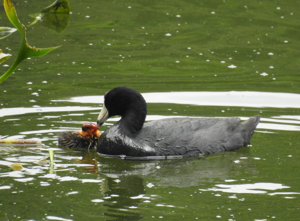 American Coot - ML163597961