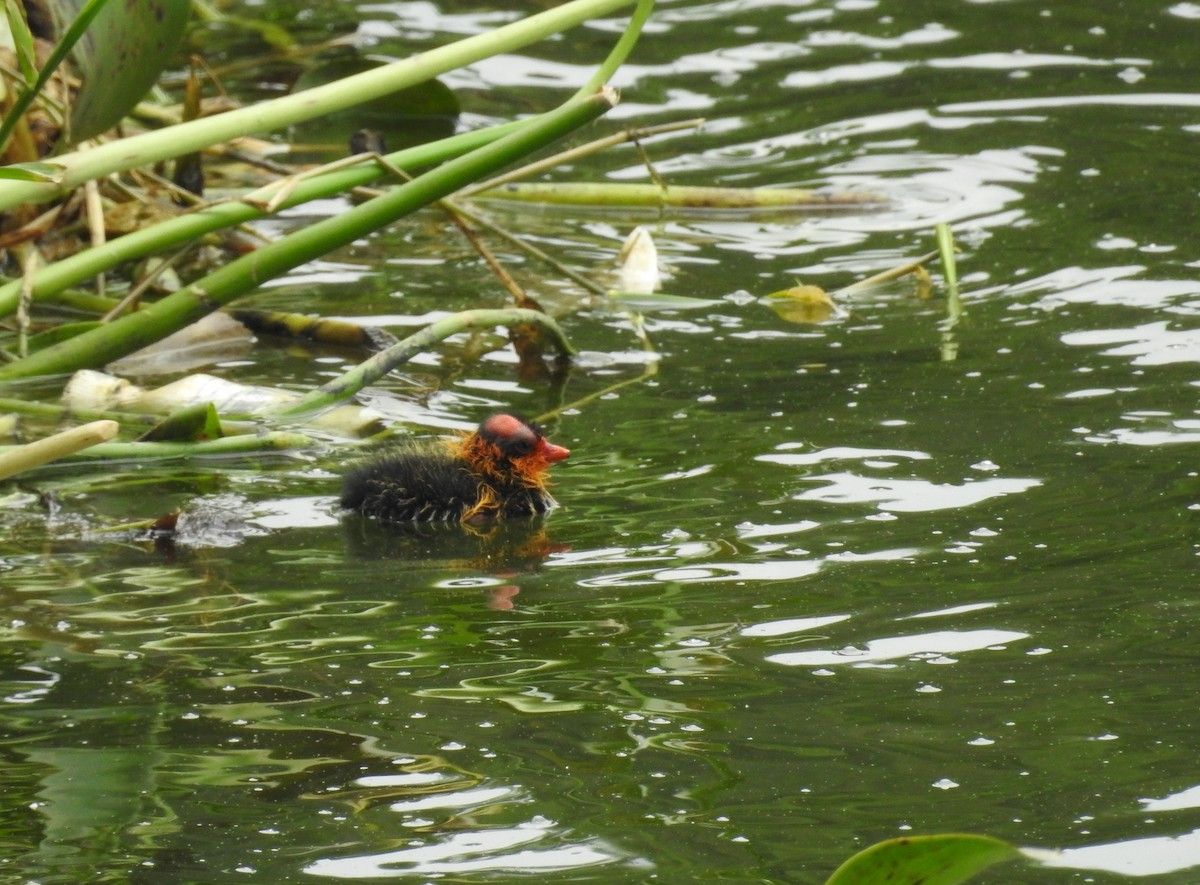 American Coot - ML163597991