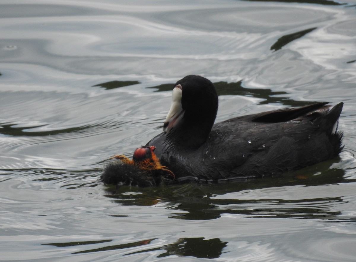 American Coot - ML163598001