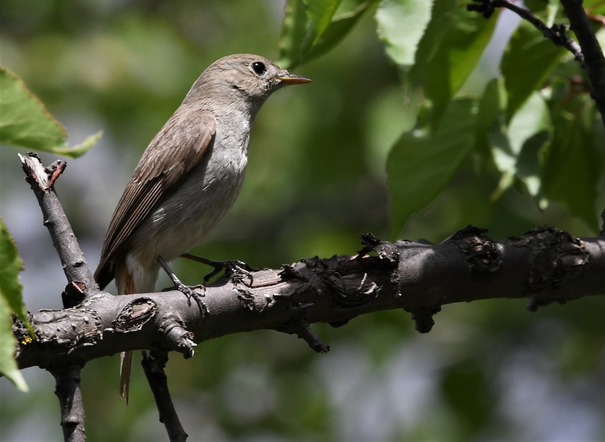 Rusty-tailed Flycatcher - ML163598151