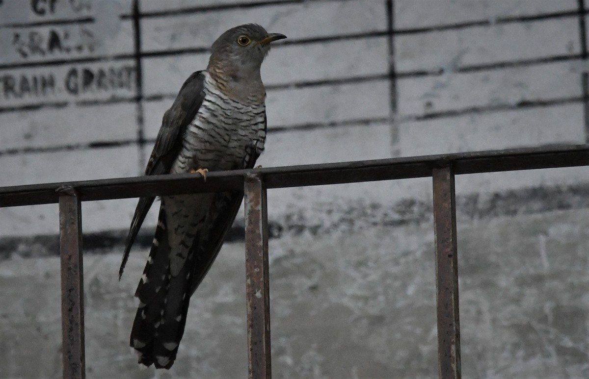 Common Cuckoo - ML163598881