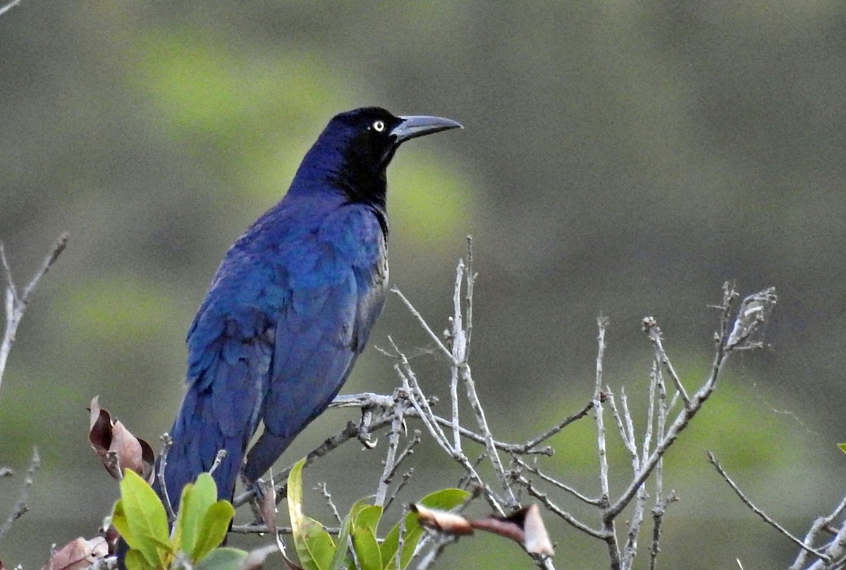 Great-tailed Grackle - Romel Romero