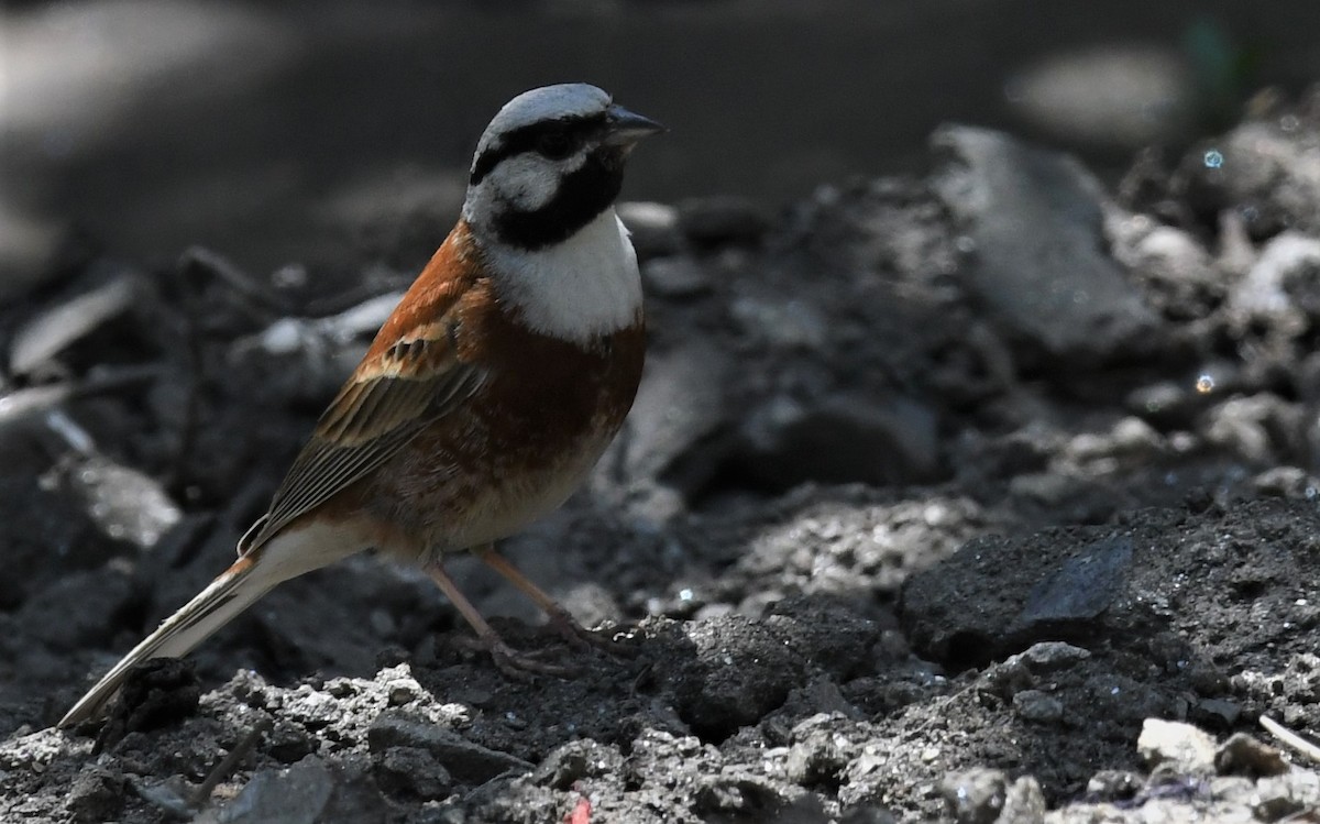 White-capped Bunting - ML163600101