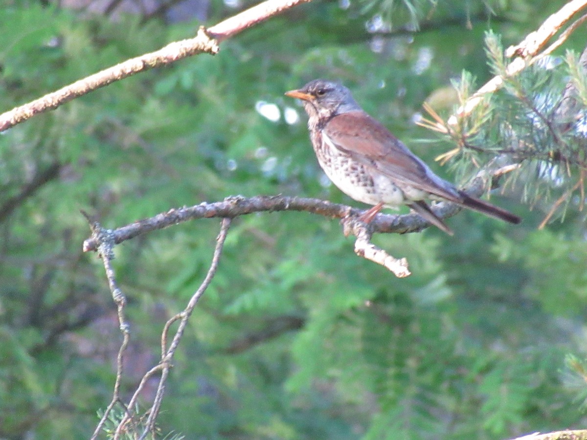 Fieldfare - ML163601561