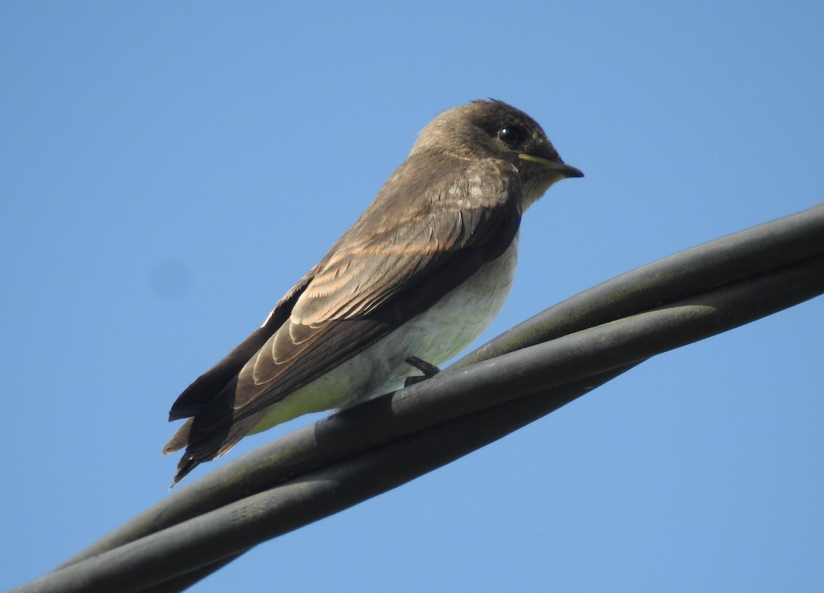 Northern Rough-winged Swallow - ML163601771