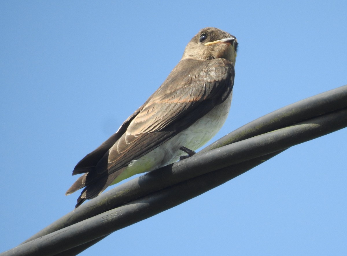 Northern Rough-winged Swallow - ML163601801