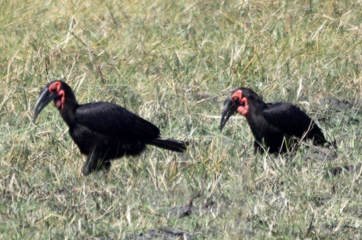 Southern Ground-Hornbill - ML163601921