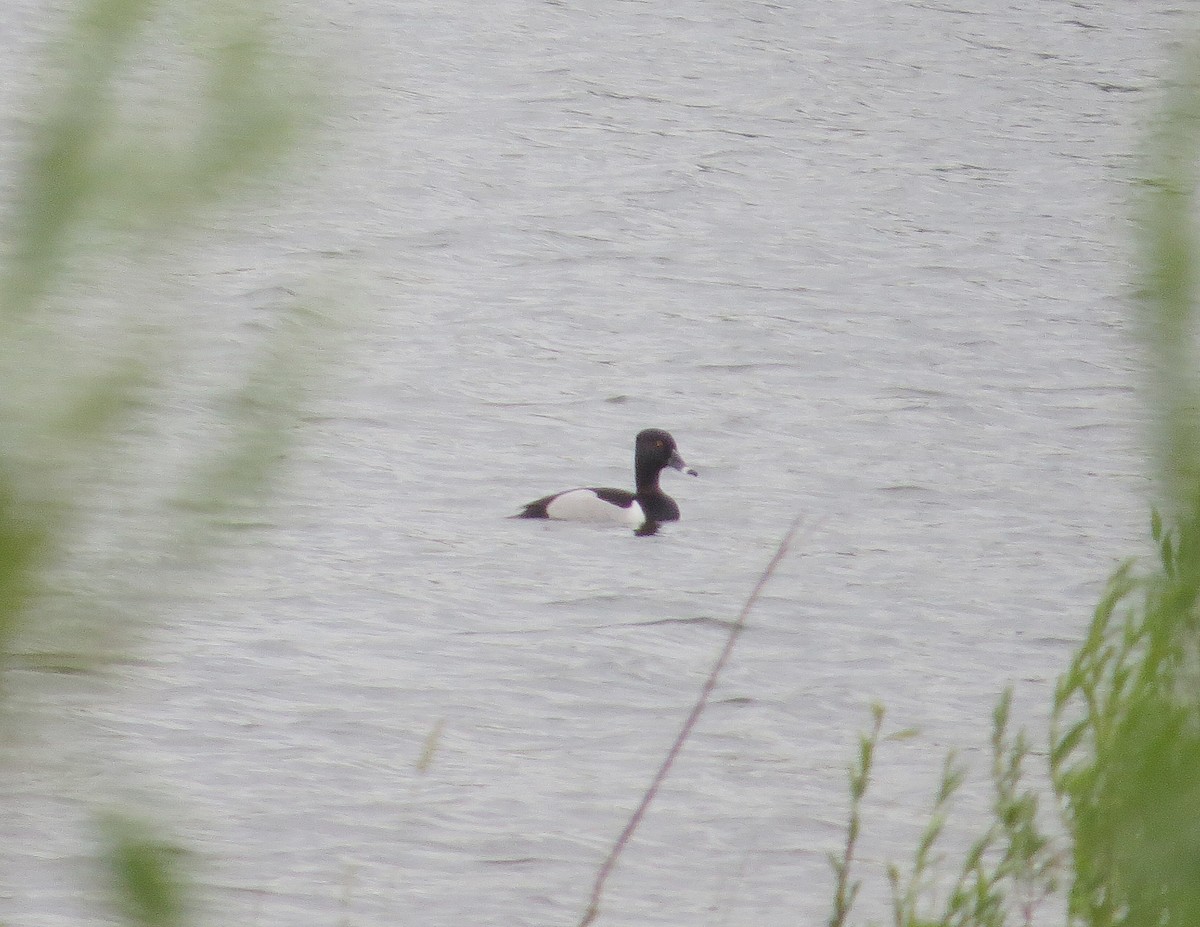 Кольчатая чернеть - ML163603011