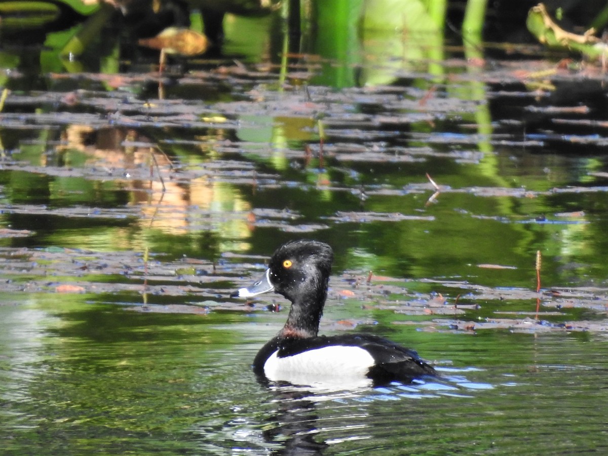 Ring-necked Duck - ML163604801