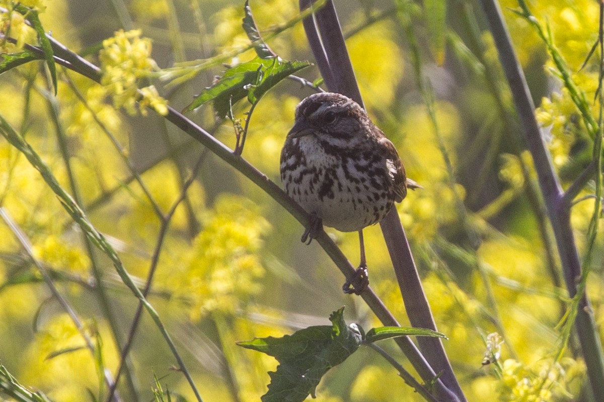 Song Sparrow - ML163605561