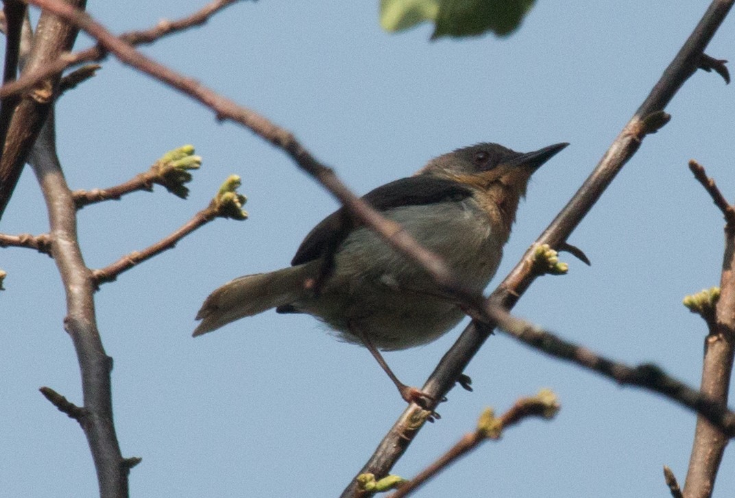 Buff-throated Apalis (Buff-throated) - ML163607701