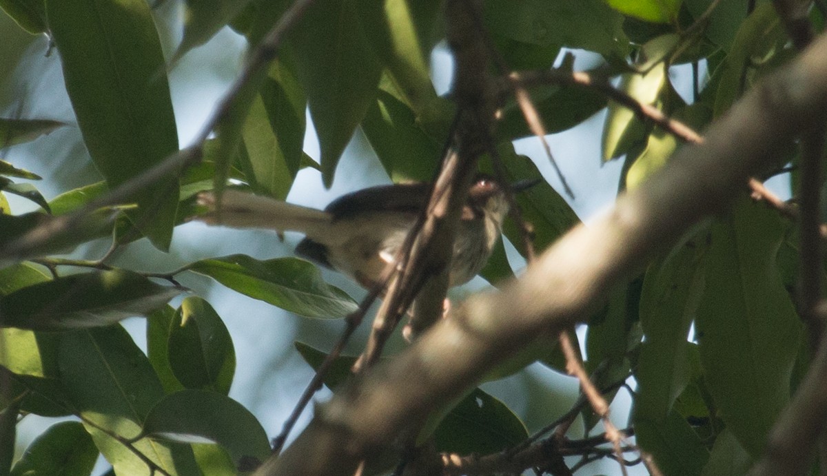 Alaca Apalis (nigrescens/kigezi) - ML163607741