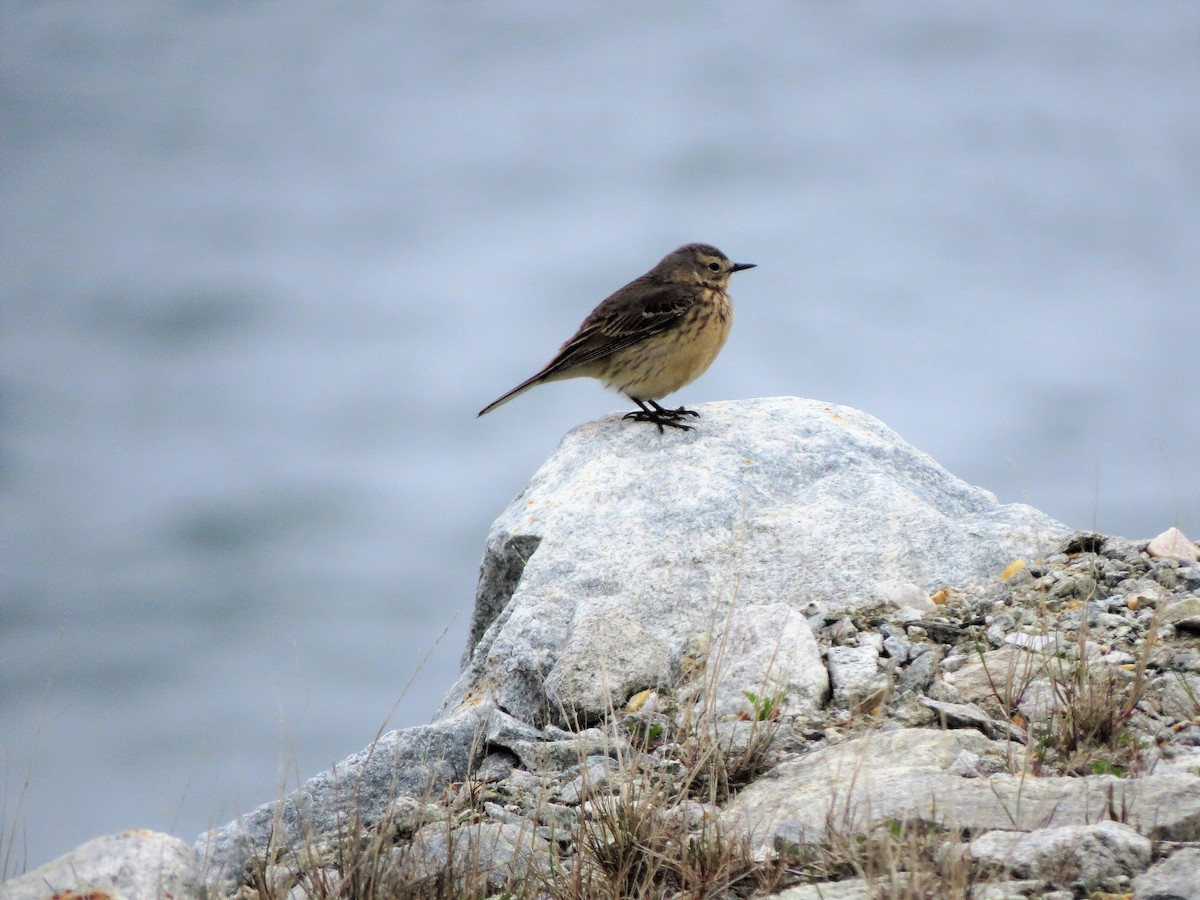 Pipit d'Amérique - ML163608021