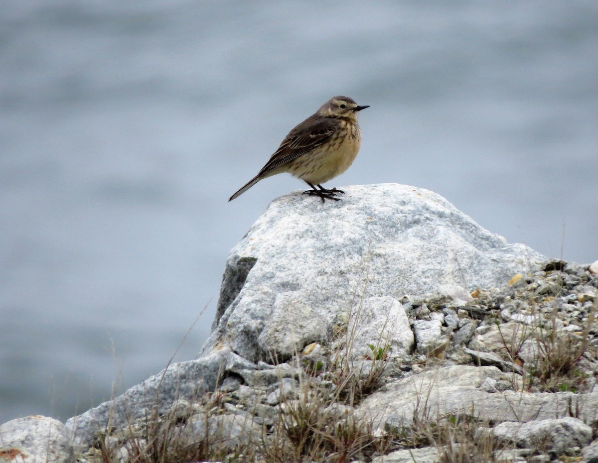 Pipit d'Amérique - ML163608061