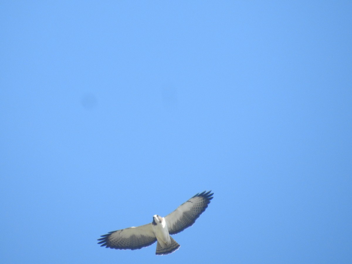 Short-tailed Hawk - Rudy Botzoc @ChileroBirding