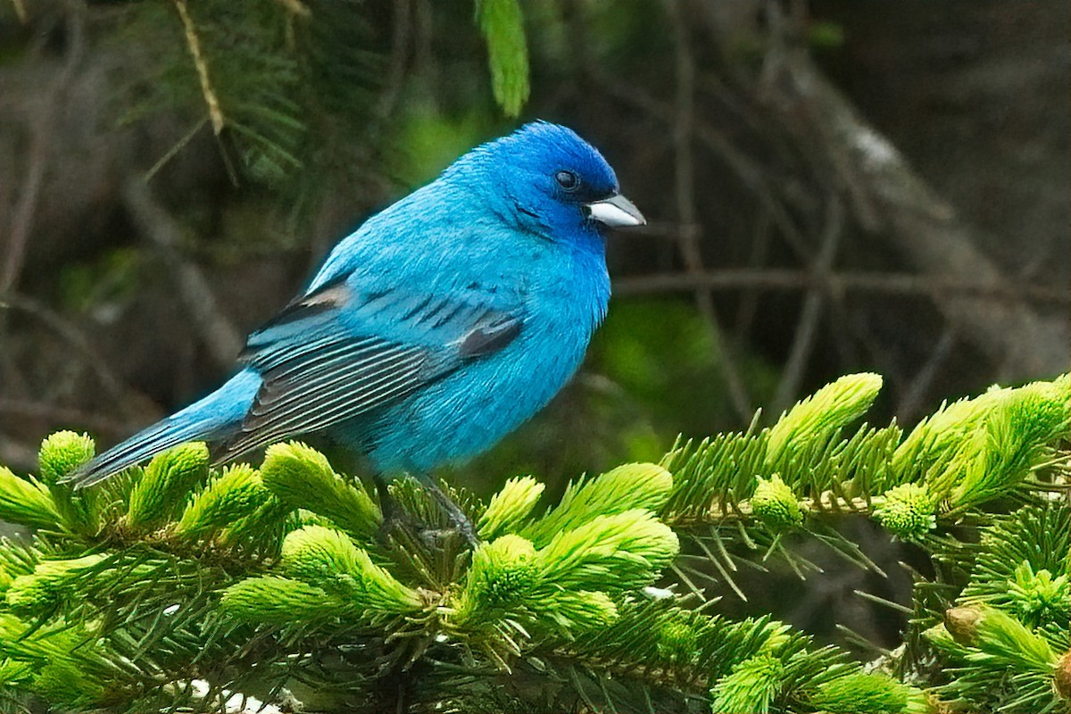 Indigo Bunting - Duncan Mullis