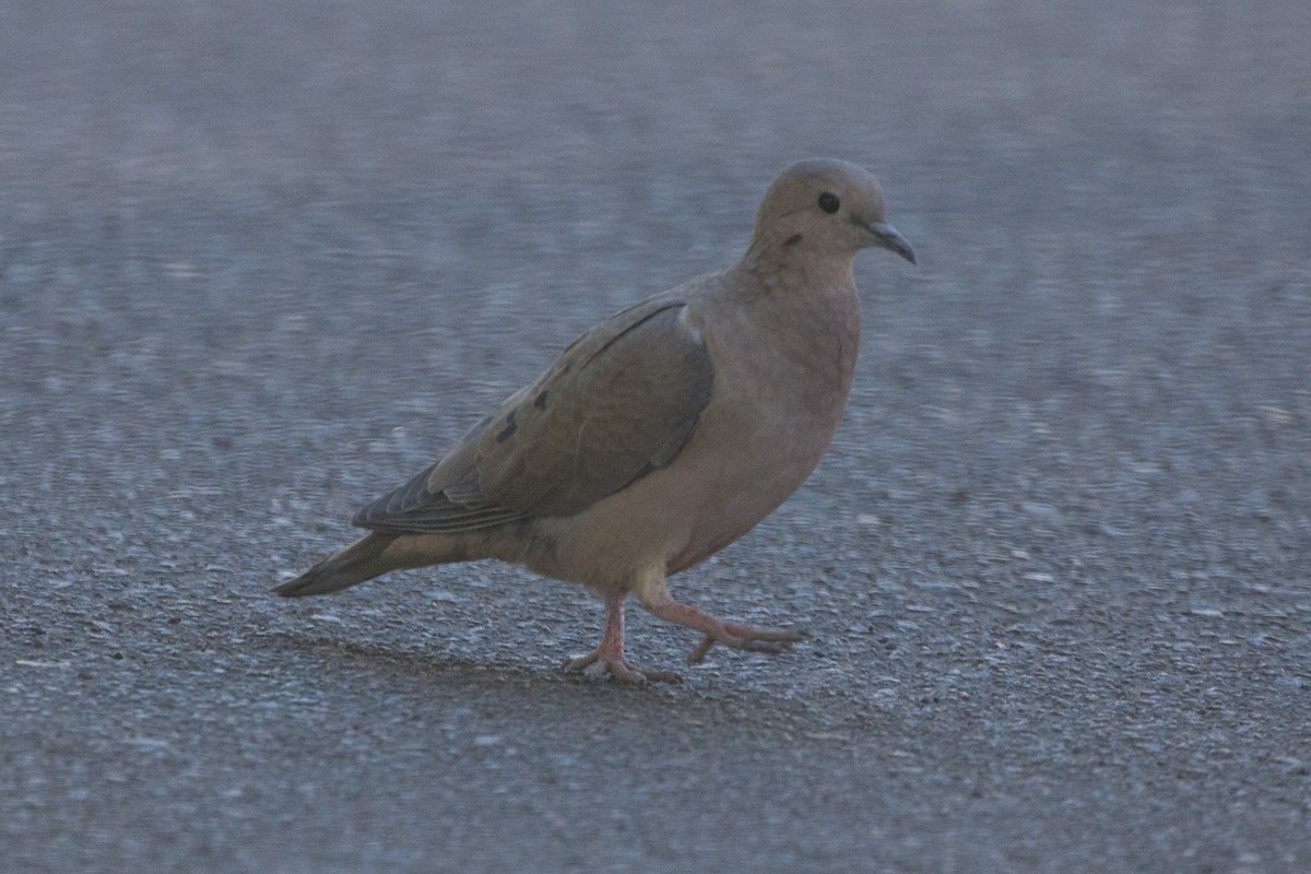 Eared Dove - ML163611631