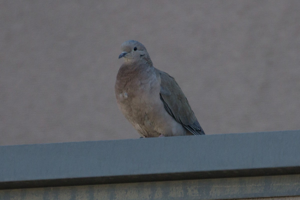 Eared Dove - ML163611641