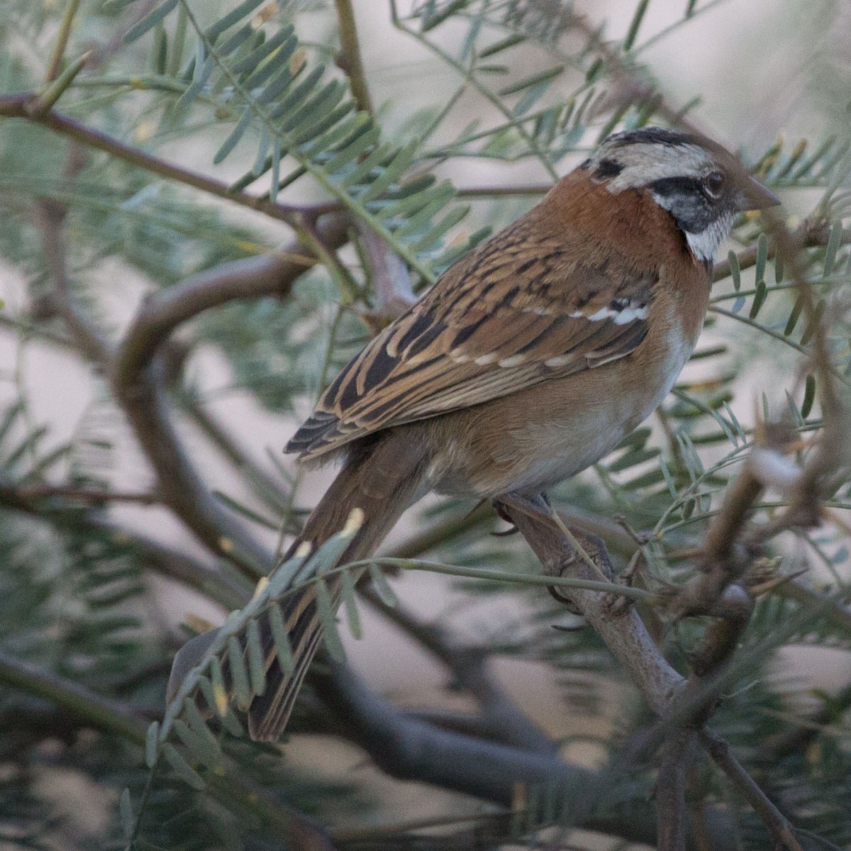 Rufous-collared Sparrow - ML163611661