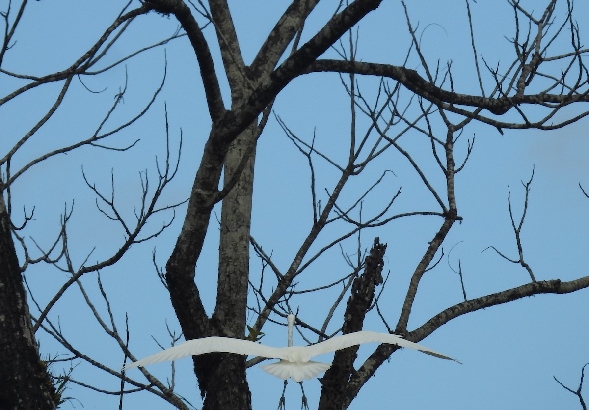 Great Egret - ML163612011