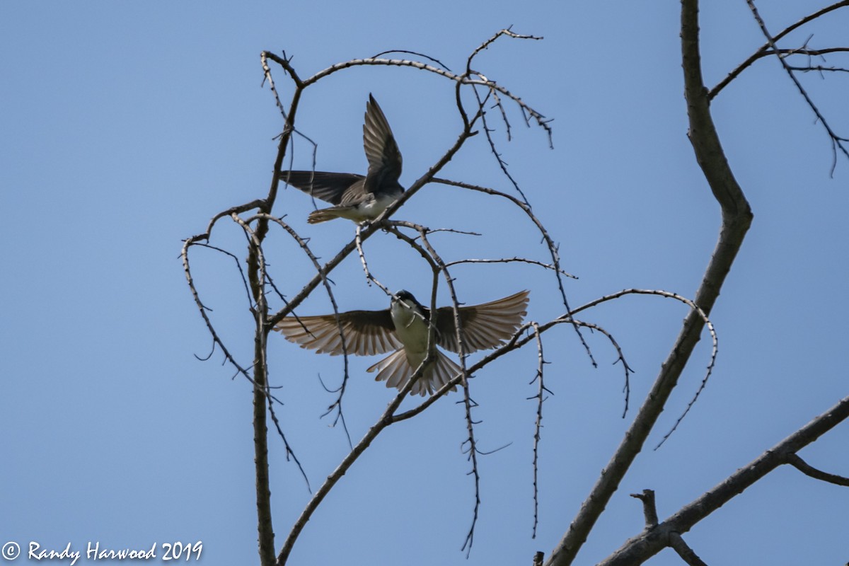 Tree Swallow - Randy Harwood