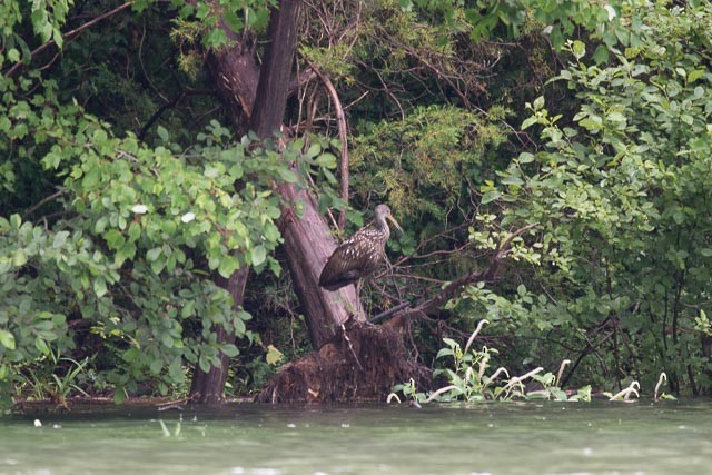 Limpkin (Speckled) - Richard Brown