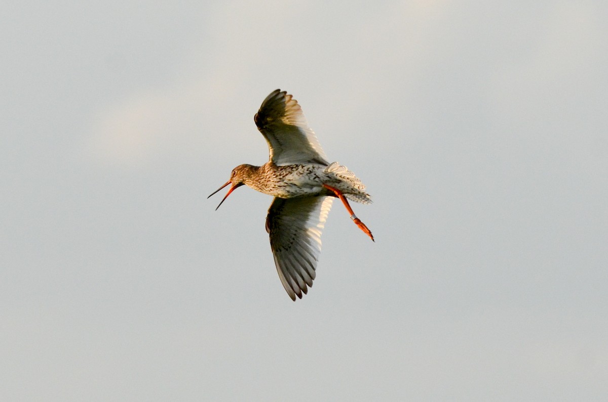 Common Redshank - ML163616111