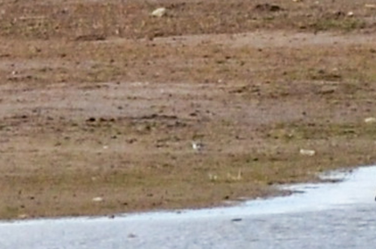 Kentish Plover (Kentish) - ML163616691